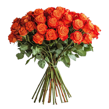 Orange Roses